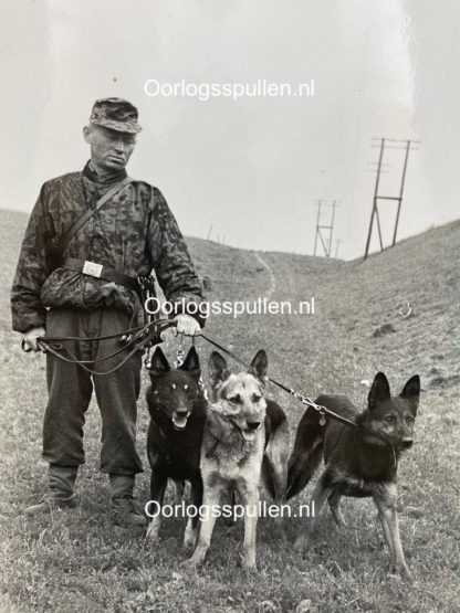 Original WWII German Waffen-SS photo - Camo and dogs