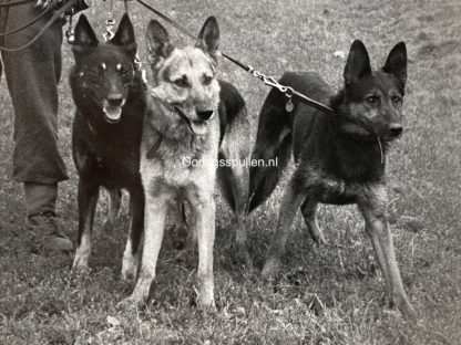 Original WWII German Waffen-SS photo - Camo and dogs