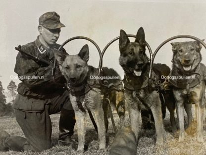 Original WWII German Waffen-SS photo of soldier with German shepherds