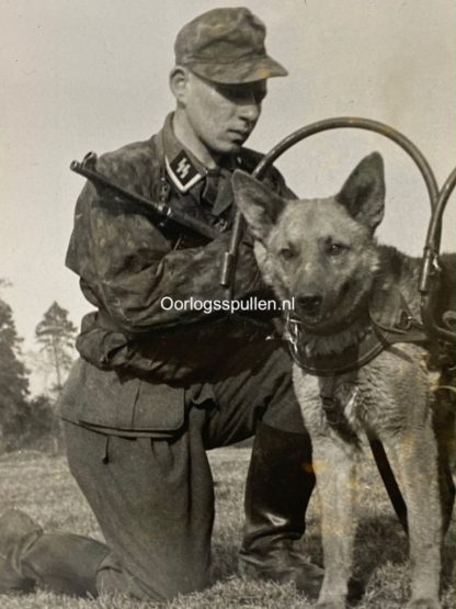 Original WWII German Waffen-SS photo of soldier with German shepherds