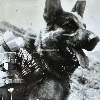 Original WWII German photo of a German dog