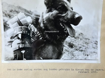 Original WWII German photo of a German dog