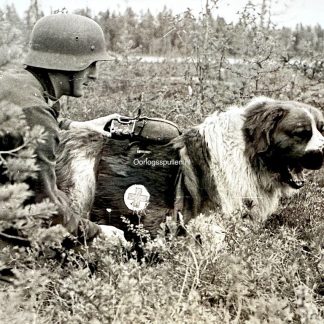 Original WWII German SS-Kriegsberichter photo Sanitätshund