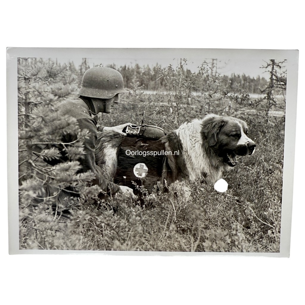 Original WWII German SS-Kriegsberichter photo Sanitätshund